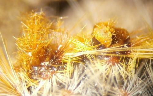 Thaumetopoea pityocampa