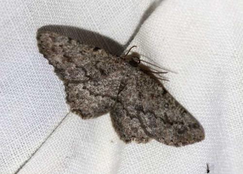 Charissa ambiguata herbuloti