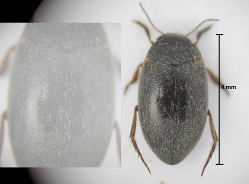 Hydroporus sp.