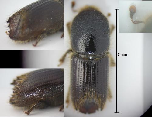 Ips sexdentatus