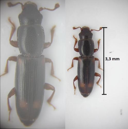 Réf. 178 248 : Rhizophagus bipustulatus