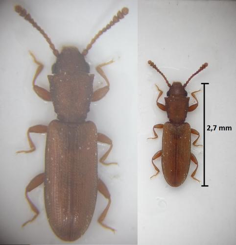 Silvanus unidentatus
