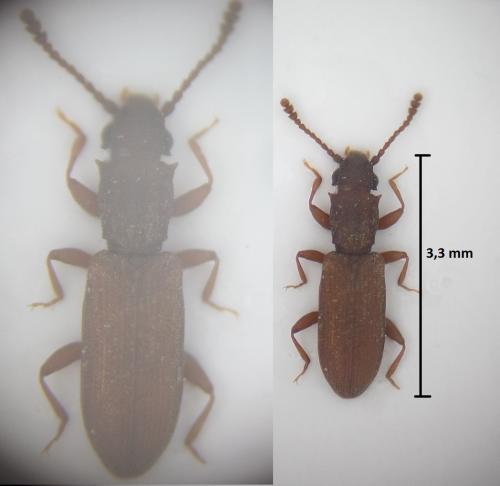 Silvanus bidentatus