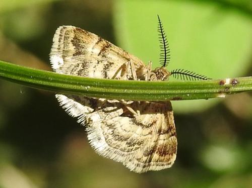 Emmiltis pygmaearia