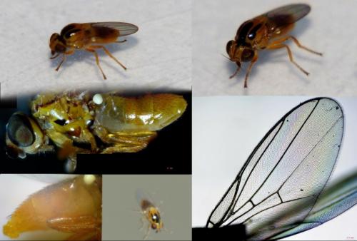 Thaumatomyia sp.