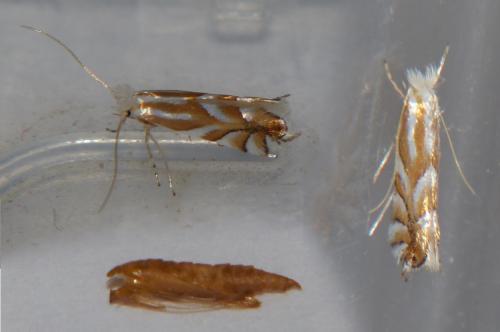 Réf. 178 316 : Phyllonorycter distentella