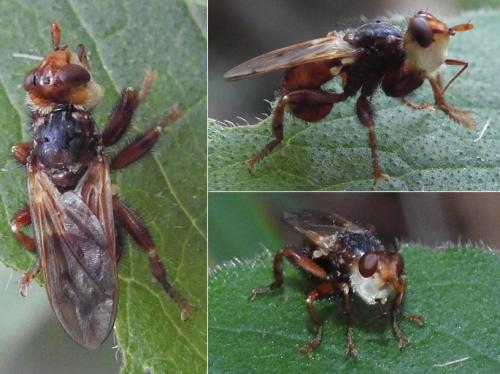Myopa vicaria