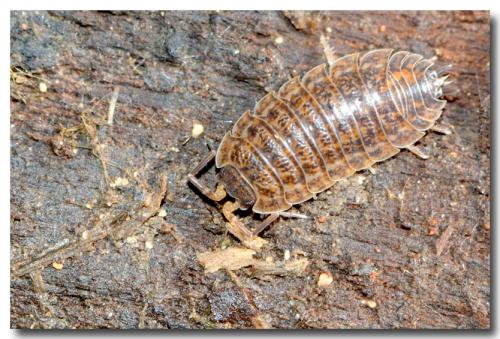 Réf. 178 507 : Trachelipus rathkii