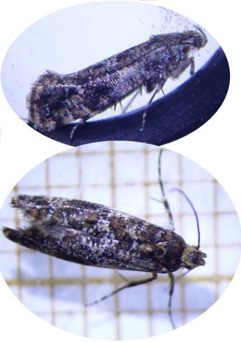 Acrolepia autumnitella