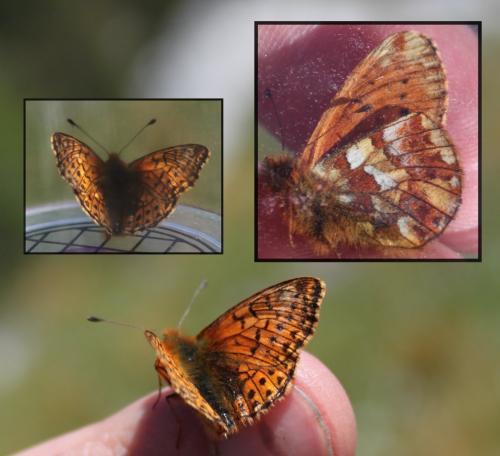 Réf. 178 650 : Boloria pales