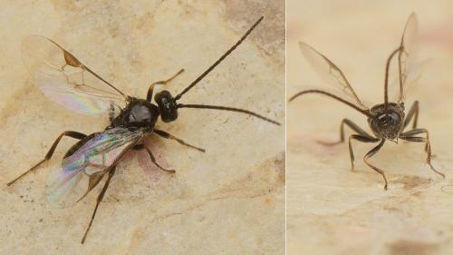 Réf. 178 185 : Microgastrinae inconnu