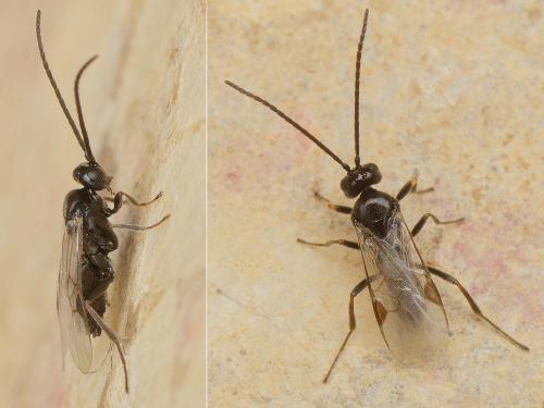 Réf. 178 182 : Microgastrinae inconnu