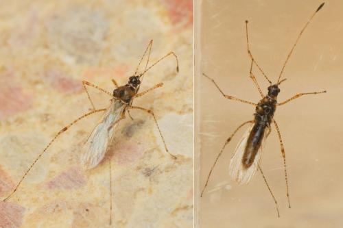 Réf. 178 180 : Gampsocoris punctipes punctipes