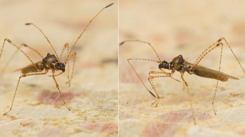 Réf. 178 181 : Gampsocoris punctipes punctipes
