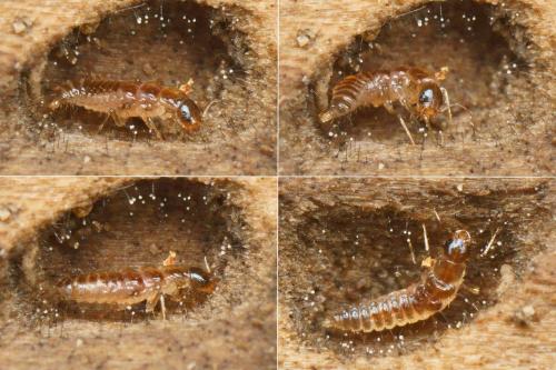 Stenus sp.