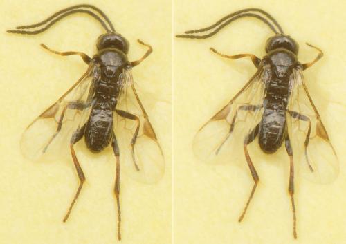 Réf. 178 294 : Microgastrinae inconnu