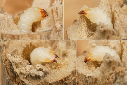 Parmena sp.