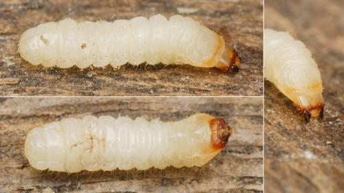 Parmena sp.