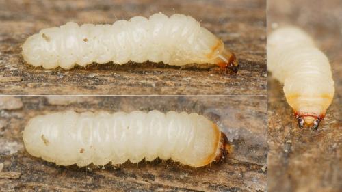 Parmena sp.