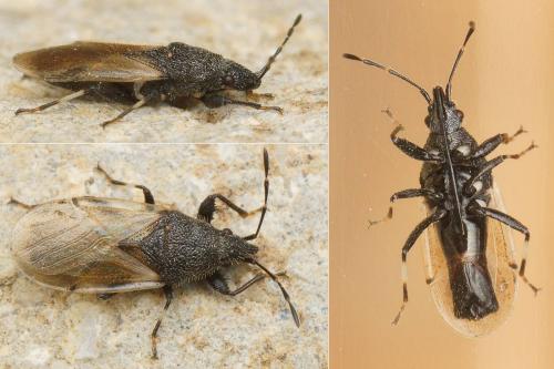 Oxycarenus hyalinipennis