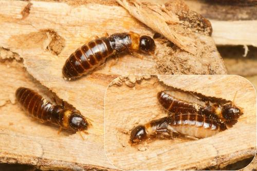 Kalotermes flavicollis