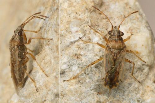 Réf. 178 883 : Nysius graminicola