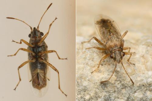 Nysius graminicola
