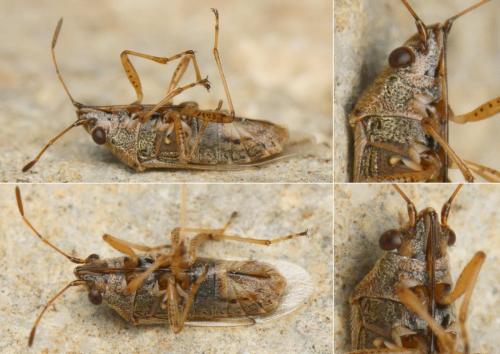 Nysius graminicola