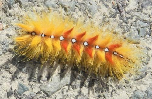 Réf. 178 203 : Acronicta aceris