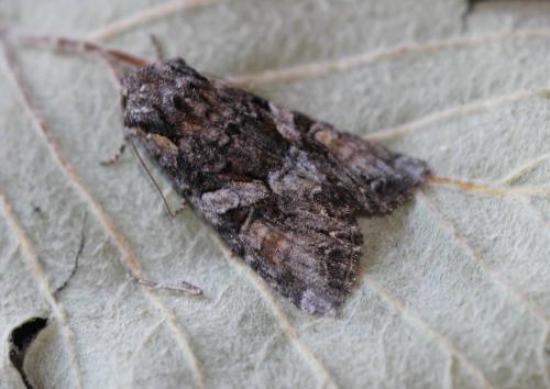 Lacanobia contigua