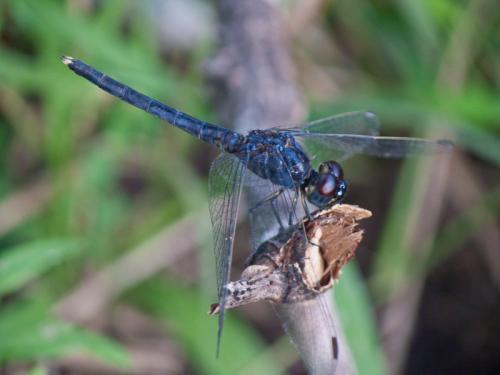 Réf. 178 948 : Orthetrum glaucum