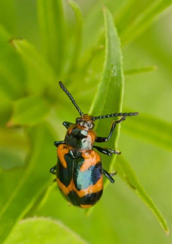 Réf. 178 581 : Phyllocharis undulata