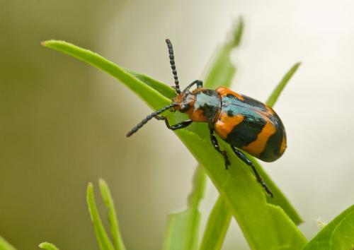 Réf. 178 582 : Phyllocharis undulata