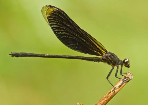 Réf. 178 528 : Euphaea masoni