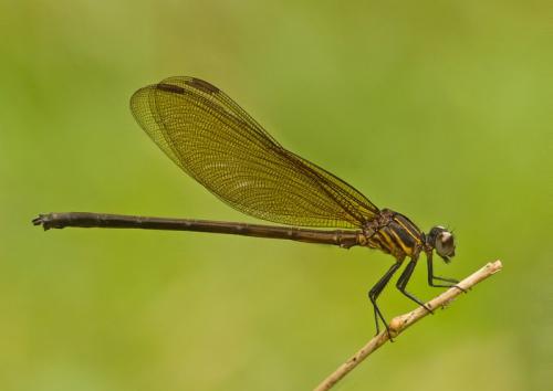 Réf. 178 327 : Euphaea pahyapi