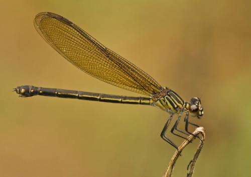 Euphaea ochracea