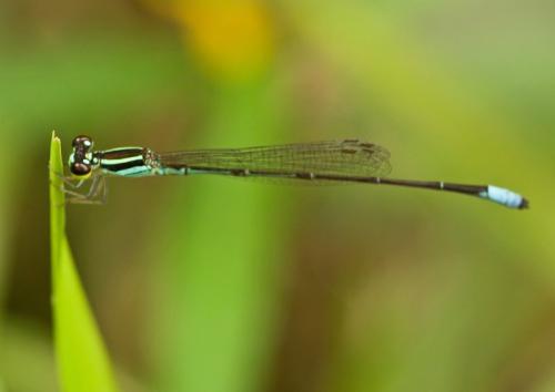 Argiocnemis rubescens