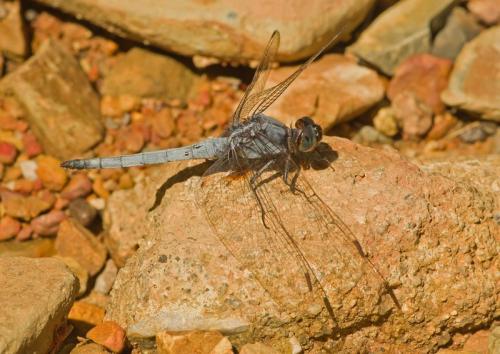 Orthetrum glaucum