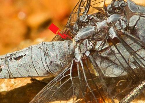 Réf. 178 988 : Orthetrum glaucum