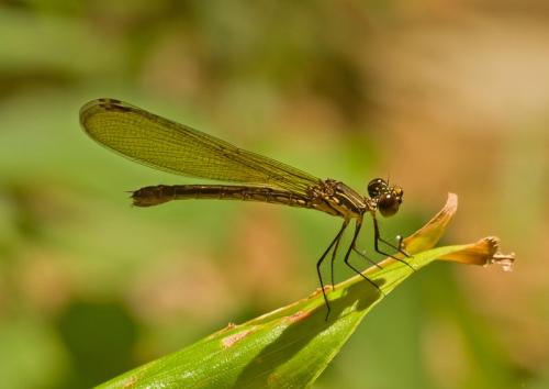 Réf. 178 221 : Rhinocypha biforata