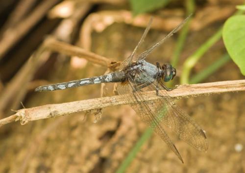 Orthetrum glaucum