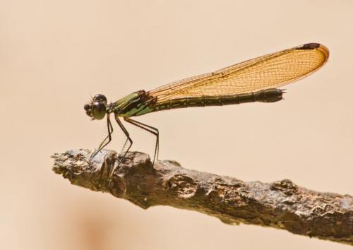 Réf. 178 222 : Rhinocypha biforata