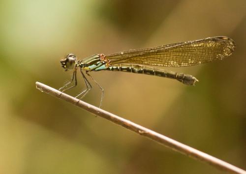 Réf. 178 223 : Rhinocypha biforata