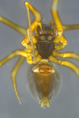 Obscuriphantes obscurus