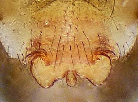 Obscuriphantes obscurus