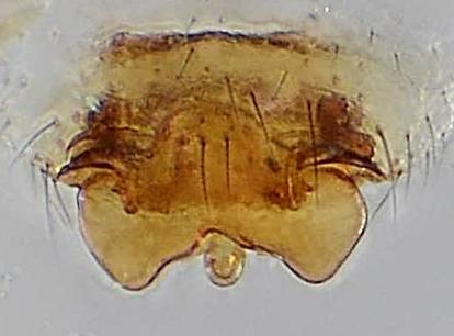 Obscuriphantes obscurus