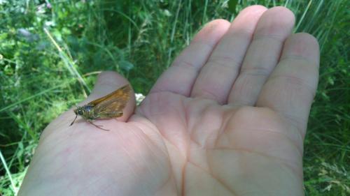 Ochlodes sylvanus