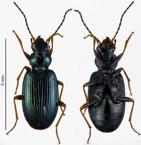 Bembidion latinum