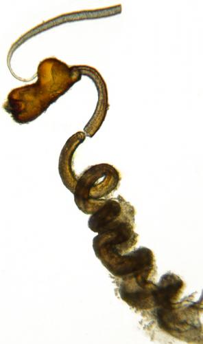 Bembidion latinum