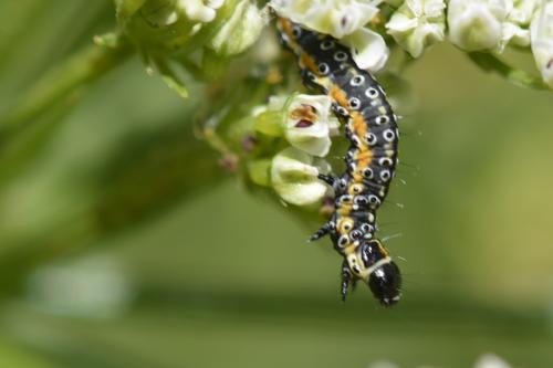 Depressaria daucella